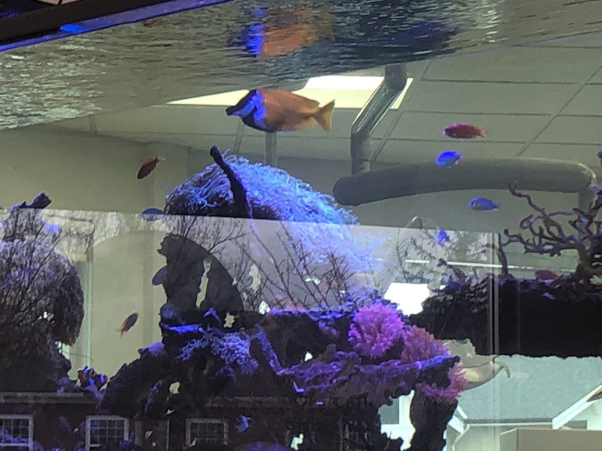 Clawson Orthodontics; Braces & Clear Aligners dental clinic in Chilliwack - Photo 8